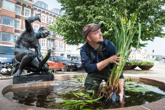 Rewilding fountains in Aahrus